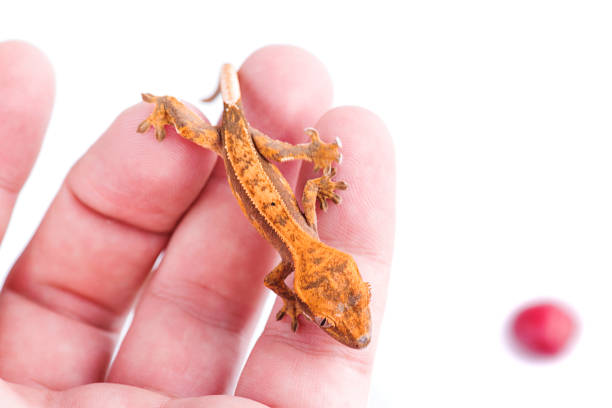 istock Baby crested gecko in hand on white background 821662264