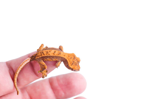 istock Baby crested gecko in hand on white background 821662266