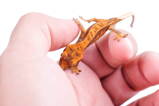 istock Baby crested gecko in hand on white background 821662278