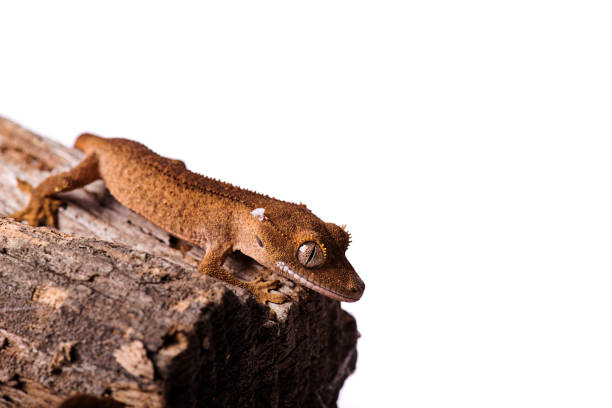 istock Crested gecko on natural wood isolated white background 821662406