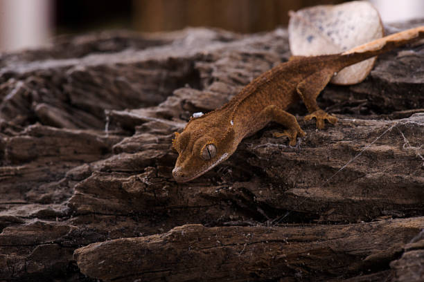 istock Crested gecko on natural wood isolated white background 821662428