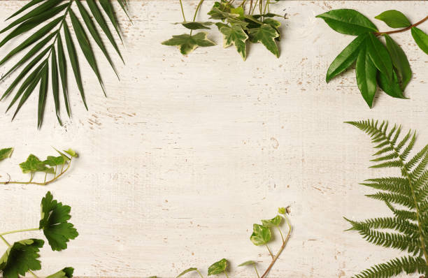 istock green leaves arrangement 821663364
