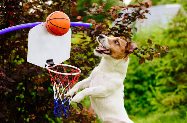 istock Funny basketball player catching ball above hoop 821663502