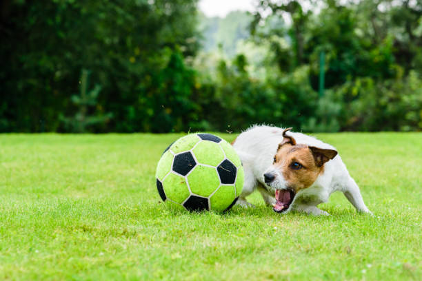 istock Engaged dog actively playing with football (soccer) ball 821663518