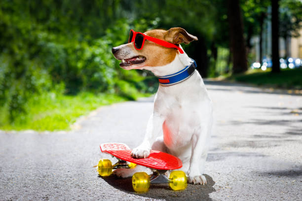 istock skater dog on skateboard 821666166