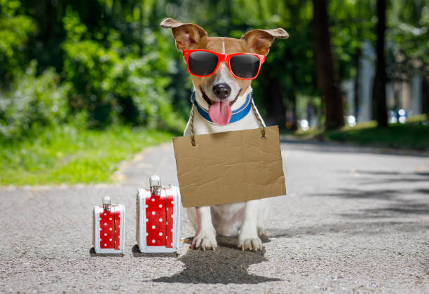 istock lost  and homeless abandoned dog 821666194