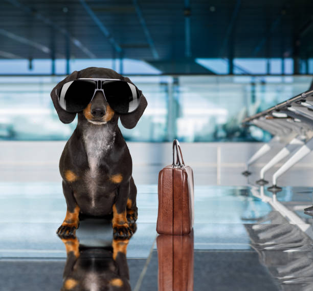 istock dog in airport terminal on vacation 821666266