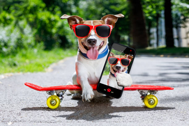istock skater dog on skateboard 821666296