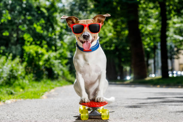 istock skater dog on skateboard 821666318