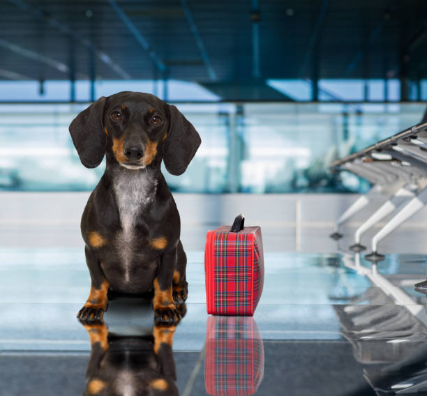 istock dog in airport terminal on vacation 821667710