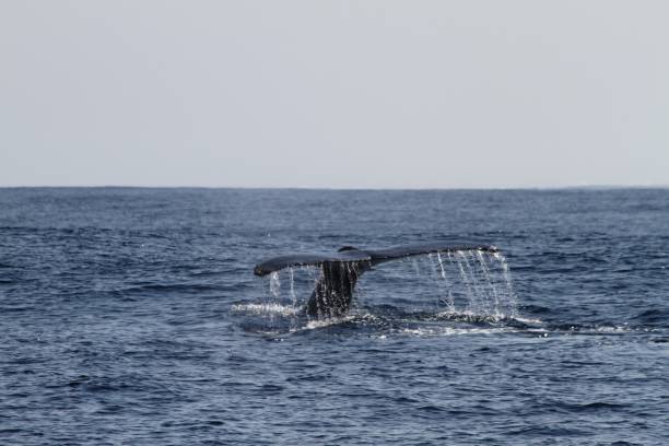 istock A whale tail and the sea 821668518