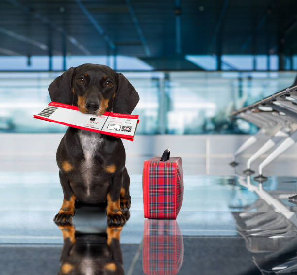 istock dog in airport terminal on vacation 821668540