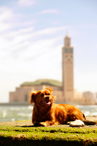 Casablanca mosque and dog