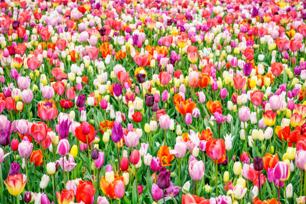 istock Field of tulips 821669550
