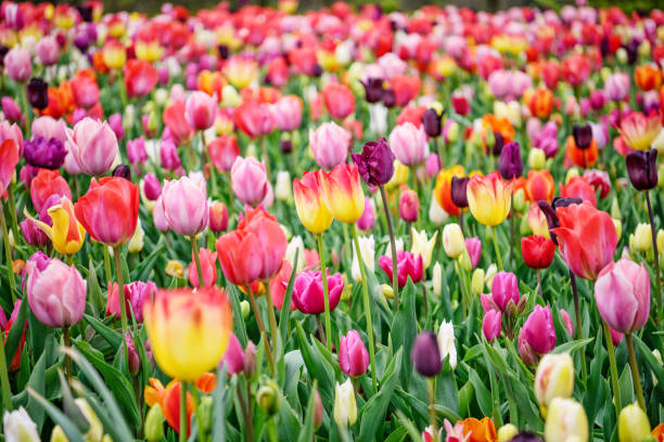 istock Field of tulips 821669586