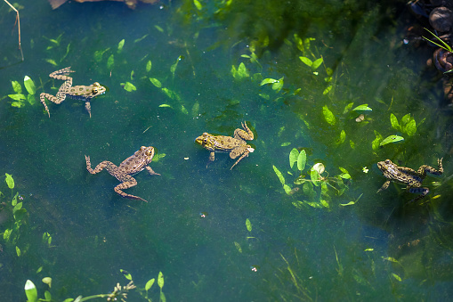 Close up image of an American bullfrog on the edge of a pond outdoors