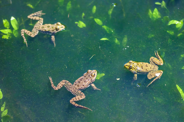 istock Animal world, frogs in swamp, looking around 821669838