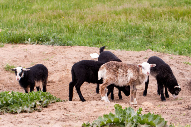 istock A few young funny lambs grazing on pasture 821672840