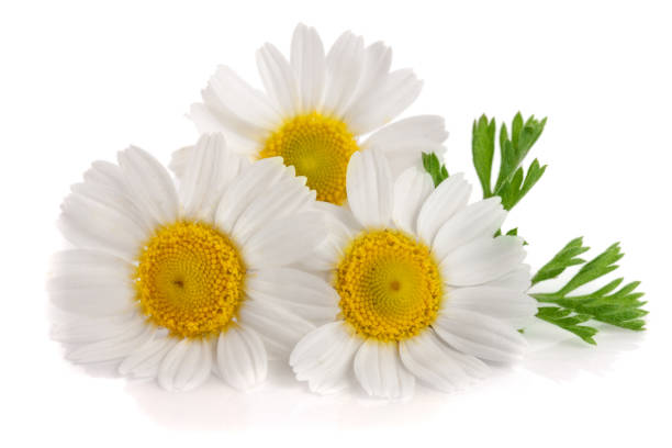 istock Three chamomile or daisies with leaves isolated on white background 821676252
