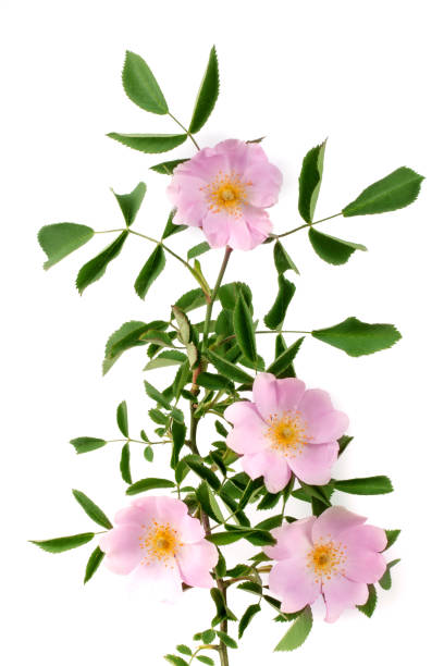 istock rosehip flowers with leaf isolated on white background 821676466