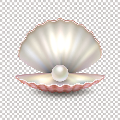 Realistic vector beautiful natural open sea pearl shell closeup isolated on transparent background. Design template, clipart, icon or mockup in EPS10