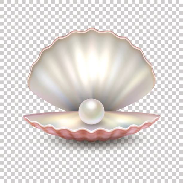 Realistic vector beautiful natural open sea pearl shell closeup isolated on transparent background. Design template, clipart, icon or mockup in EPS10 Realistic vector beautiful natural open sea pearl shell closeup isolated on transparent background. Design template, clipart, icon or mockup, EPS10 illustration. animal shell stock illustrations