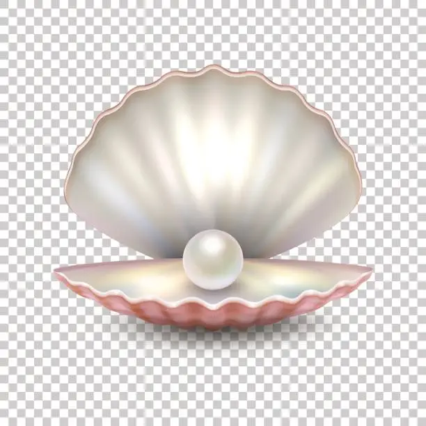 Vector illustration of Realistic vector beautiful natural open sea pearl shell closeup isolated on transparent background. Design template, clipart, icon or mockup in EPS10