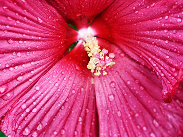 istock Red Flower closeup front and center 821678736
