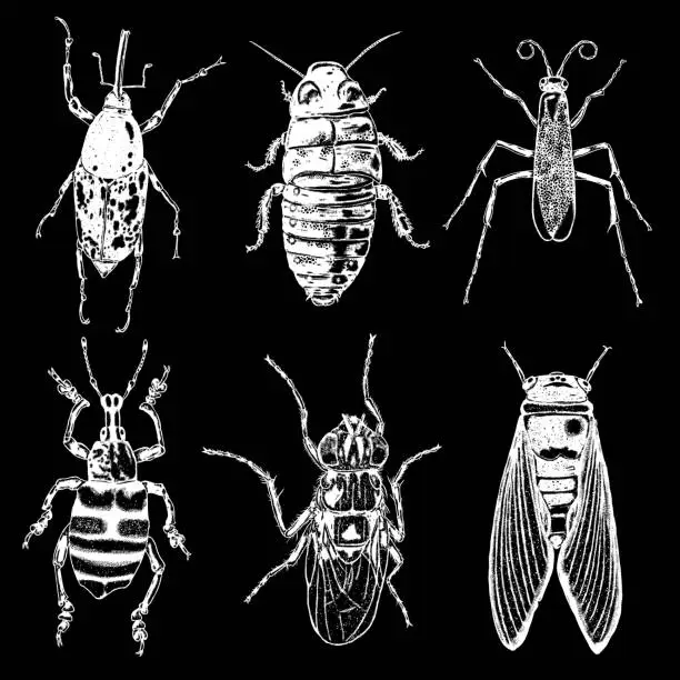 Vector illustration of Big set of insects, bugs, beetles, fly, bees, fleas.  Many species in vintage old hand drawn stippling and hatching, shading style. Engraved stipple woodcut. Vector.