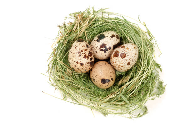 istock four quail eggs in a nest isolated on white background. Top view 821681938