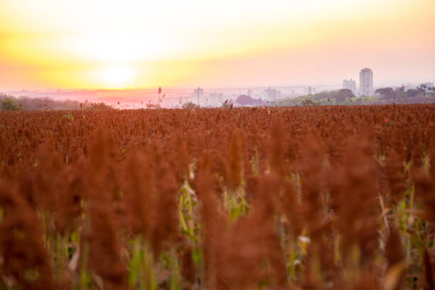 istock sorghum field sunset background sertaozinho 821682004