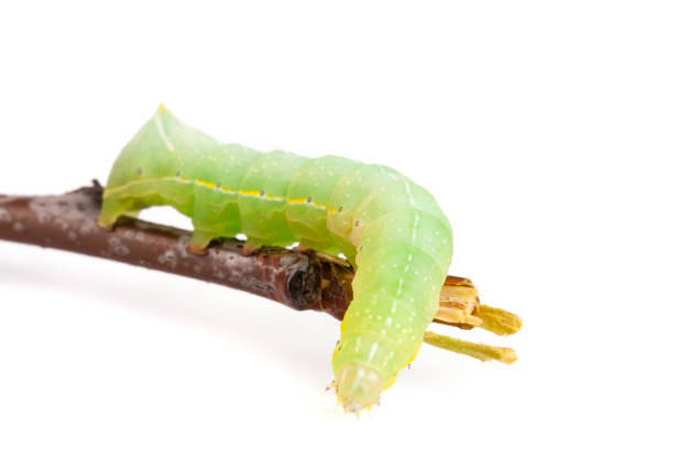 istock Green caterpillar on stick isolated on white background 821684698