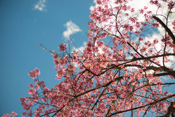 istock Wild Himalayan Cherry with blue sky and cloud background 821688058