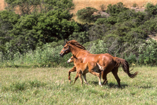 Horses (Equus ferus caballus) running in a green pasture.