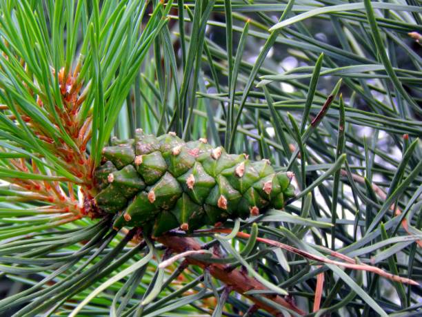 istock A cone on a branch of a Christmas tree close-up 821692204