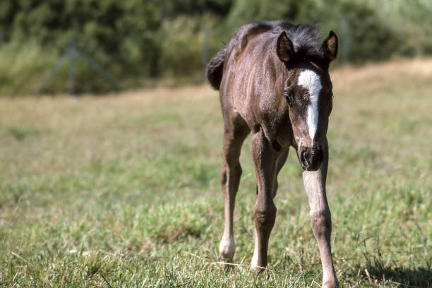 istock Horse Walking Across Green Pasture 821694588