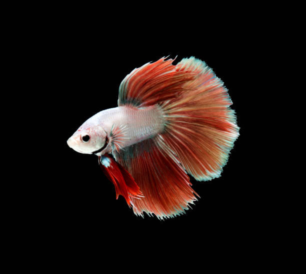 istock Betta fish  siamese fighting fish  betta splendens isolated on black background 821695020