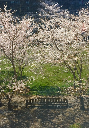 Cherry blossoms in a New York City park