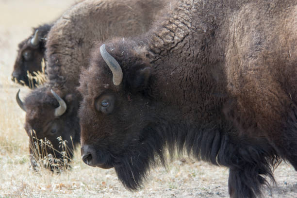 buffalo in the rocky mountian arsenal - rocky mountian imagens e fotografias de stock