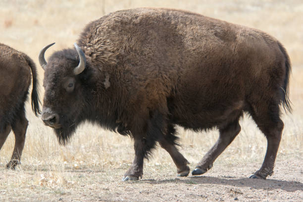 buffalo in the rocky mountian arsenal - rocky mountian imagens e fotografias de stock