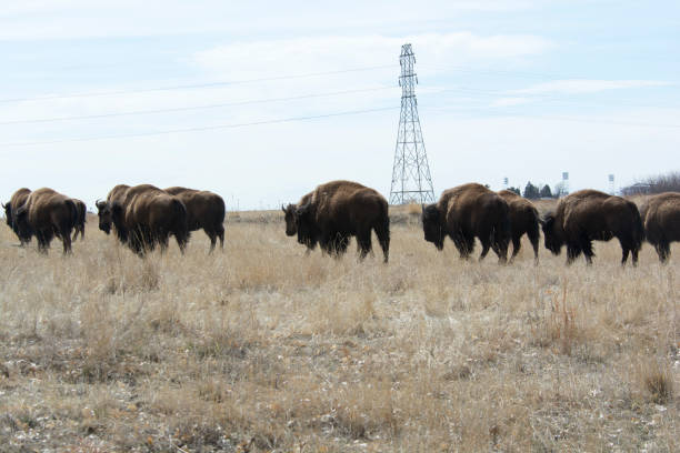 buffalo in the rocky mountian arsenal - rocky mountian imagens e fotografias de stock