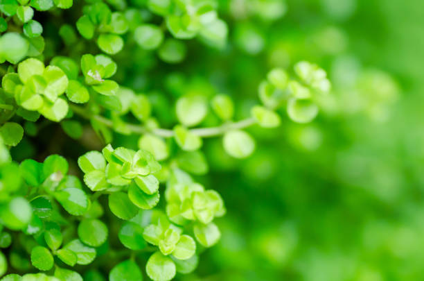 istock Small green leaves,green background 821702010