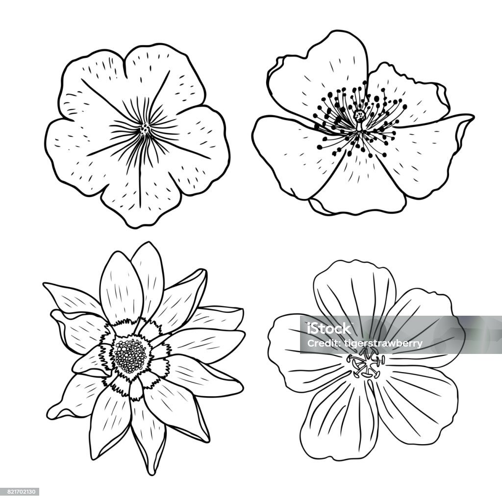 Flower Set Hand Drawing Collection Of Black And White Flowers ...
