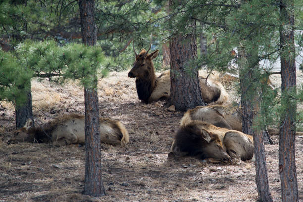 istock Elk laying down in a grove of trees 821702562