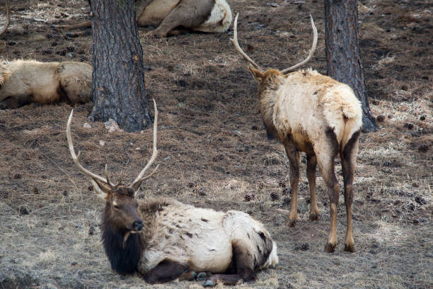 istock Elk resting in grove of trees 821702566