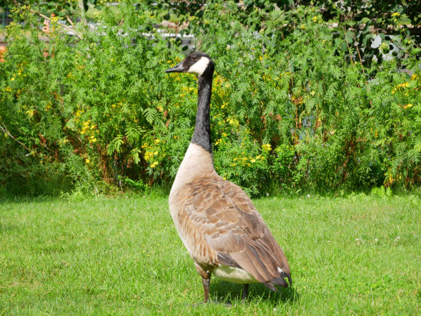 istock Geese in Saranac Lake, USA 821706084