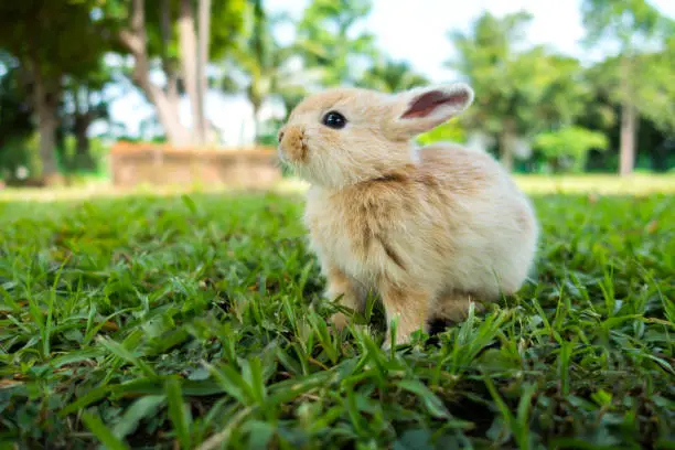 Photo of Rabbit on green grass