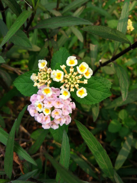 Close-up Blossom Flower