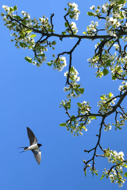 Spring blossom background vertical image Cherry blossom in full bloom with flying barn swallow barn swallow stock pictures, royalty-free photos & images