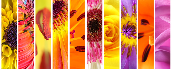 Colorful spring and summer flowers macro panoramic view